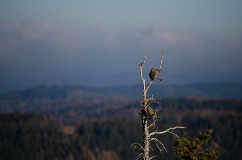 bird  resin  forest