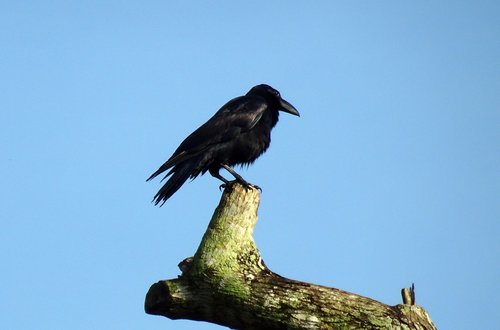 bird  crow  indian jungle crow