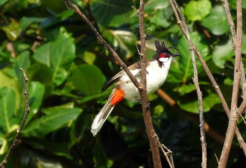 bird  red-whiskered bulbul  pycnonotus jocosus