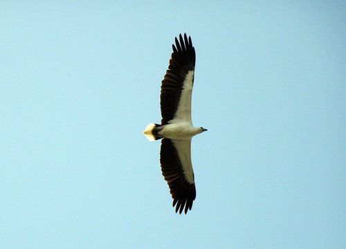 bird  white-bellied  sea eagle