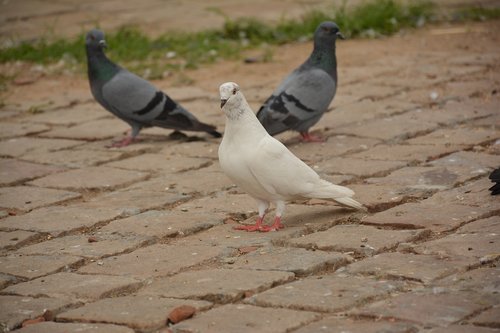bird  white  piegon