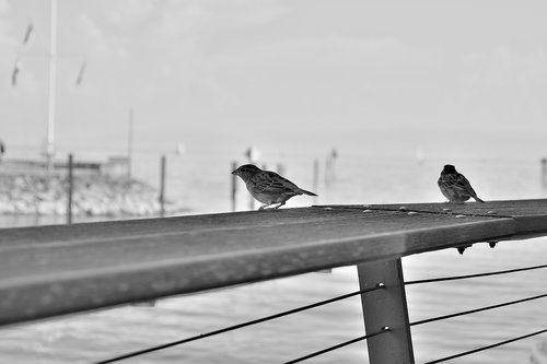 bird  black and white  monochrome