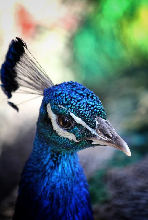 bird  peacock  blue