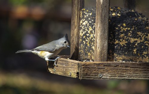 bird  cute  tufted titmouse