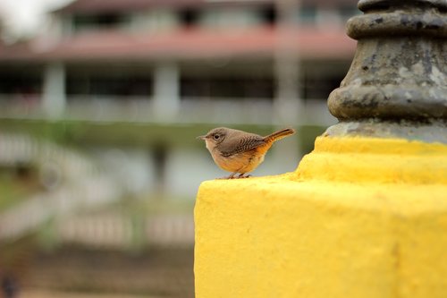 bird  small  city