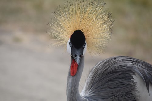 bird  wildlife  nature