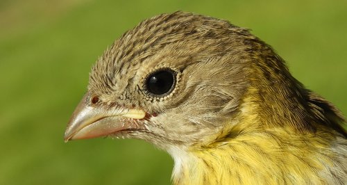 bird  ave  canary