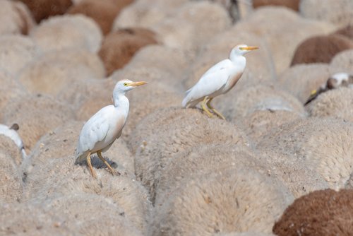 bird  egret  animal