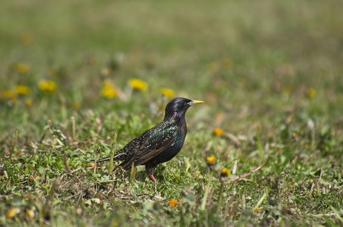 bird  starling  nature