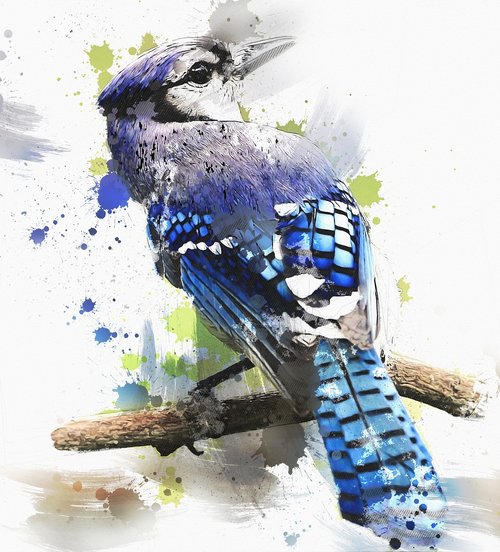 bird  blue  cristata