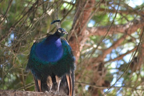 bird  peacock  tree