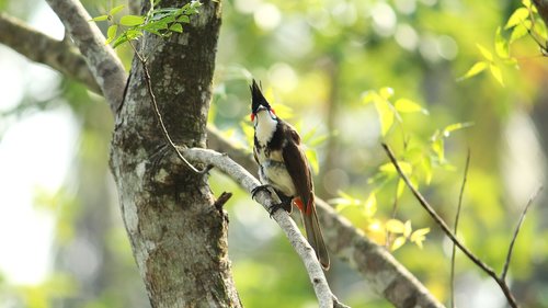 bird  avian  kerala