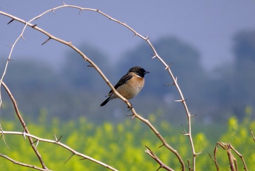 bird  wildlife  avian