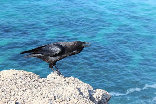 bird  crow  raven