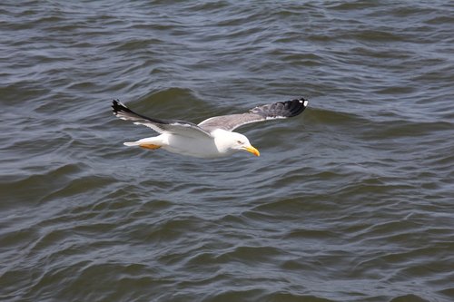 bird  seagull  water