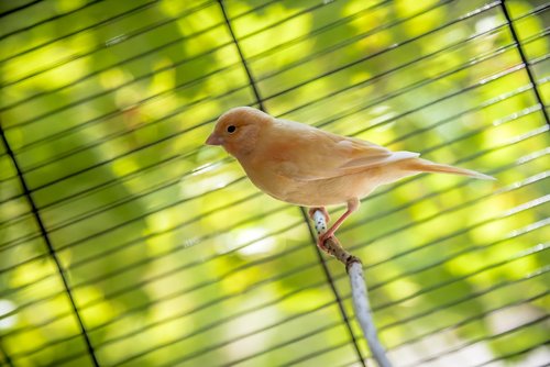 bird  canary  animal