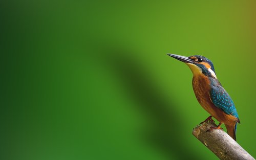 bird  kingfisher  animal