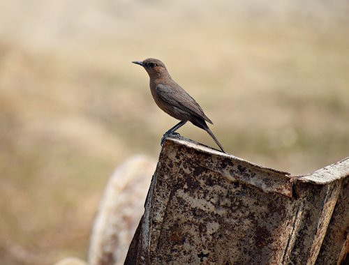 bird  sitting  nature