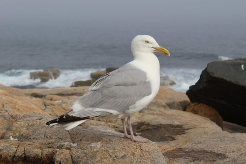 bird  seagull  sea