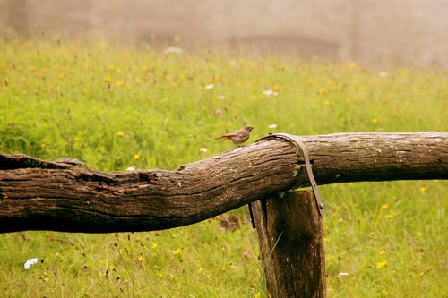 bird  rotschwaenzchen  fence