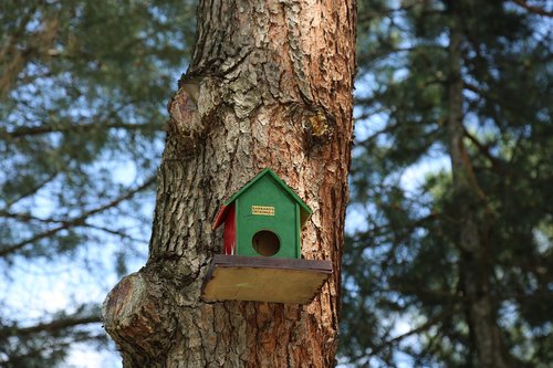 bird  nature  birdhouse