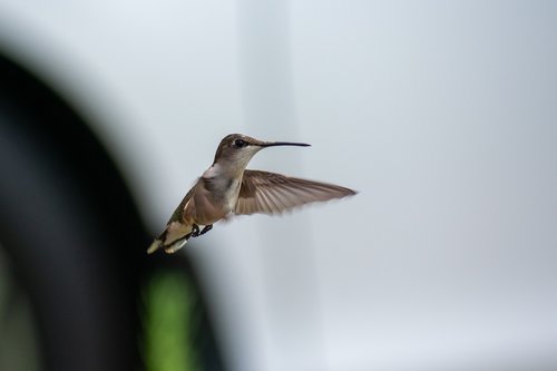 bird  nature  hummingbird