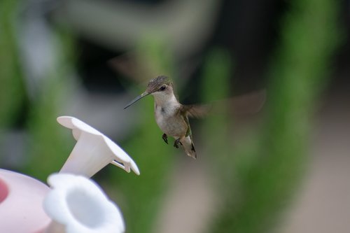 bird  nature  hummingbird