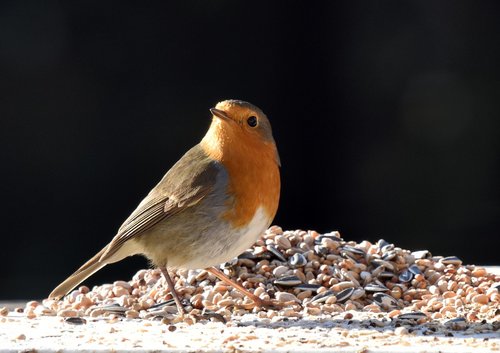 bird  robin  nature