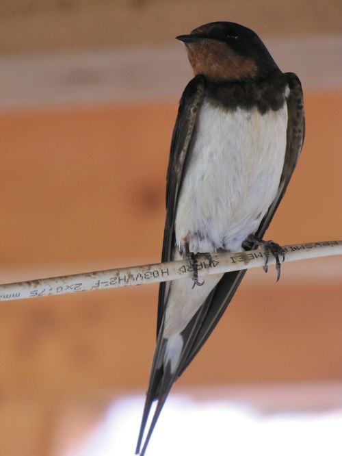 bird animal swallow