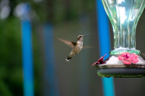 bird  nature  hummingbird