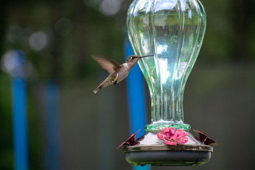 bird  nature  hummingbird