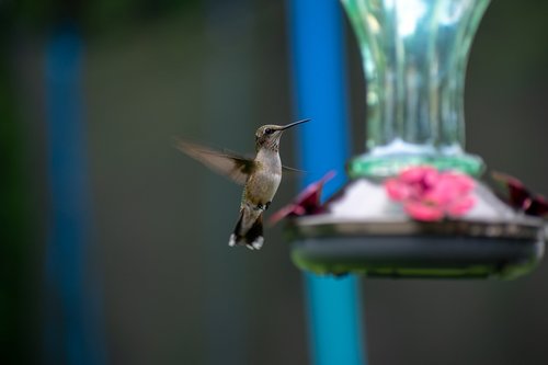 bird  nature  hummingbird