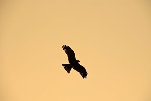 bird  india  silhouette