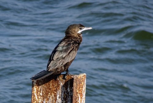 bird  little cormorant  microcarbo niger