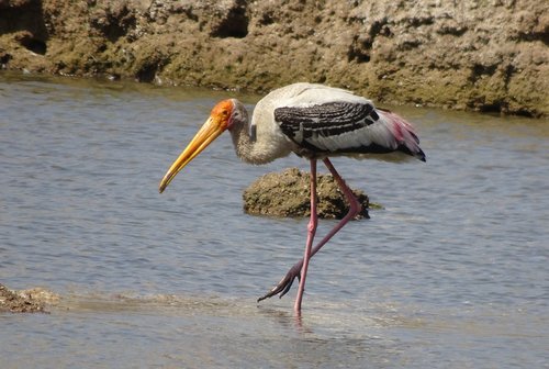 bird  stork  painted stork