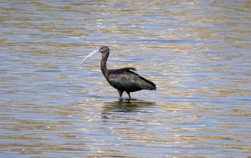 bird  glossy ibis  wader