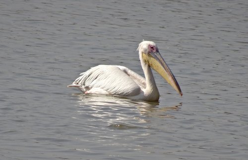 bird  great white pelican  pelecanus onocrotalus