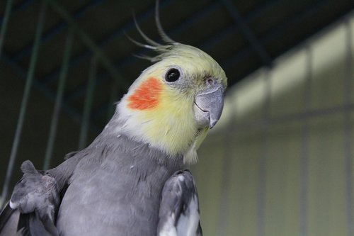 bird  cacatua  yellow