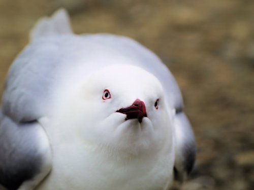 bird  face  gull