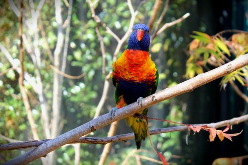 bird  colorful birds  colorful