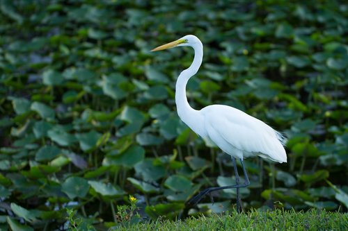 bird  water bird  everglades