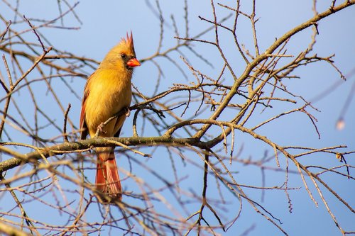 bird  red  cardinal
