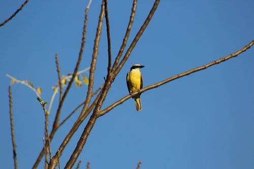 bird  nature  fly