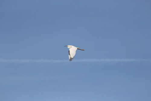 bird  flight  little egret
