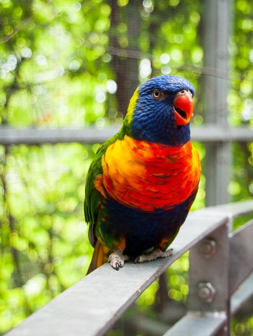 bird  parakeet  parrot