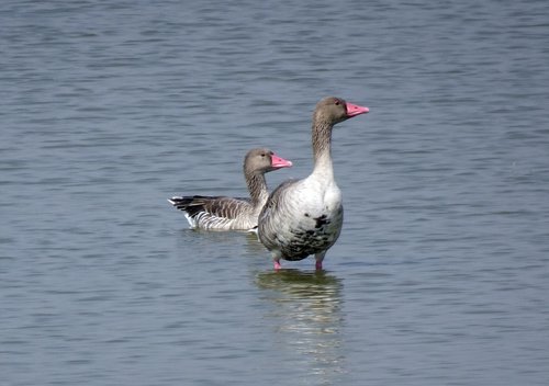 bird  goose  greylag goose