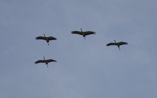 bird  crane  demoiselle crane