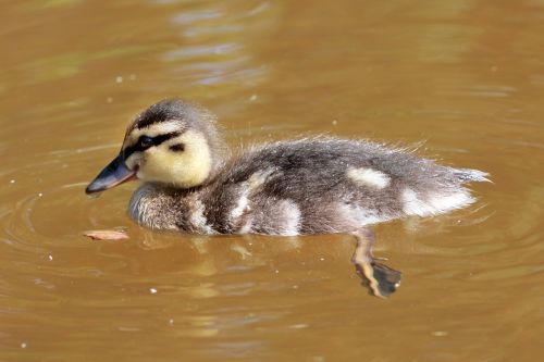 bird duck bebe