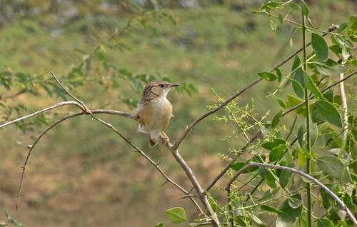 bird  common babbler  argya caudata