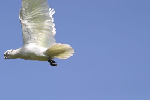 bird cockatoo australia